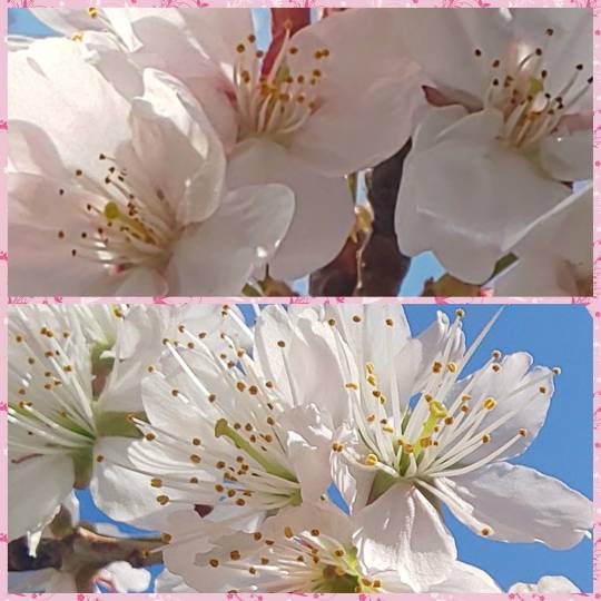 花鳥風月に心を込めて...　(エアー花トピ2)