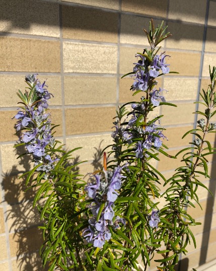 ★ドンキ♡♡ロピア 雑談18★