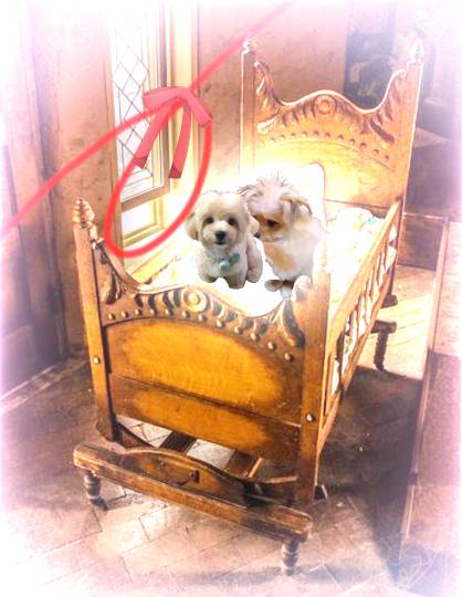 生き物ルーム第37