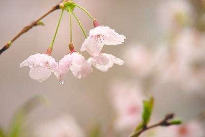 花鳥風月に心を込めて... (エアー花トピ2)