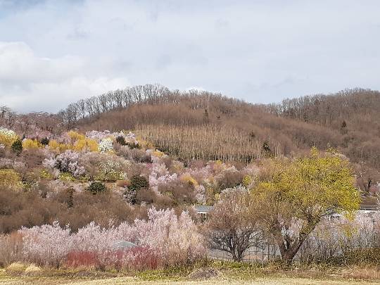 花鳥風月に心を込めて... (エアー花トピ2)