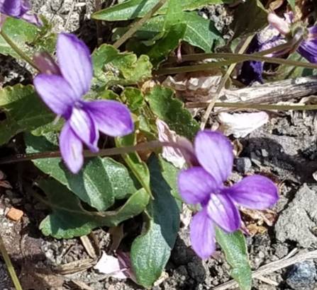 花鳥風月に心を込めて... (エアー花トピ2)