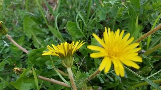 花鳥風月に心を込めて... (エアー花トピ2)