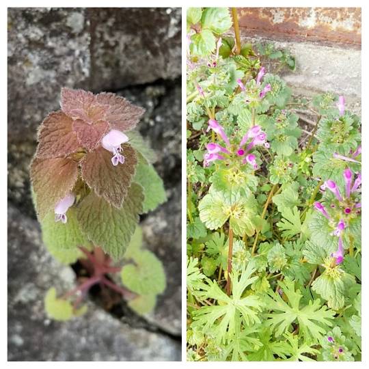 花鳥風月に心を込めて... (エアー花トピ2)
