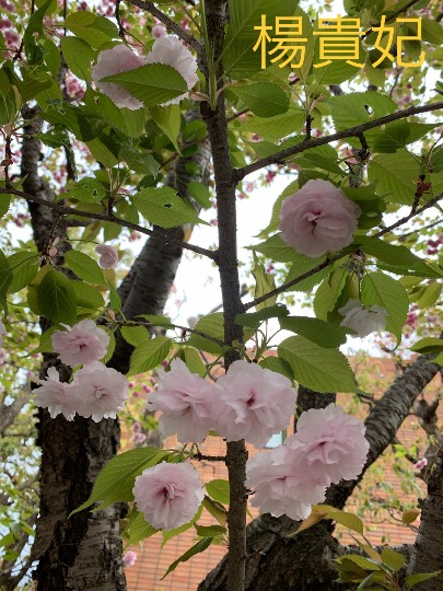 花鳥風月に心を込めて... (エアー花トピ2)