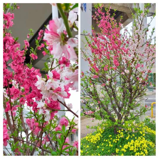 マスク同窓会詰所兼ニューフェイス歓迎所20