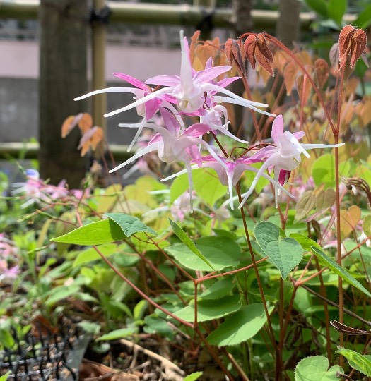 花鳥風月に心を込めて... (エアー花トピ2)
