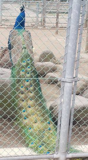 マスク同窓会詰所兼ニューフェイス歓迎所20