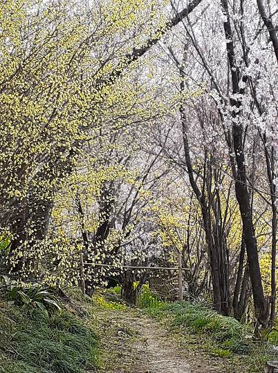 花鳥風月に心を込めて... (エアー花トピ2)