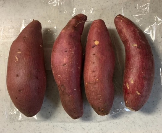 生き物ルーム第41