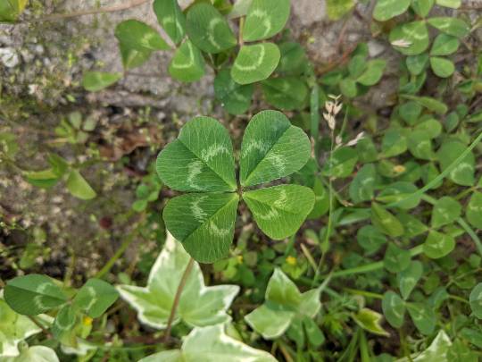 マスク同窓会詰所兼ニューフェイス歓迎所21