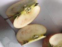 りんご腐ってる