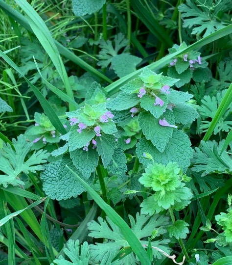 花鳥風月に心を込めて... (エアー花トピ2)