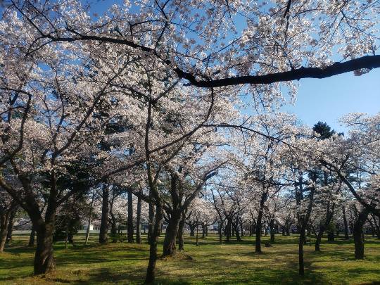 マスク同窓会詰所兼ニューフェイス歓迎所21