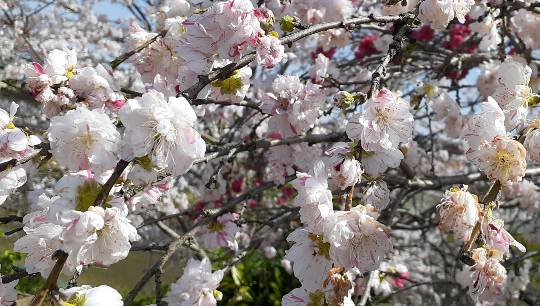 ★ドンキ♡♡ロピア 雑談23★