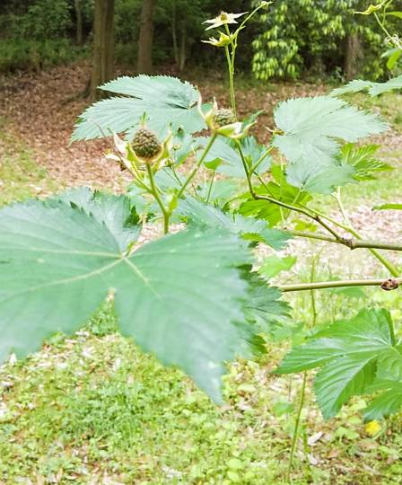 花木、ハーブ野菜、ガーデニング、昆虫etc 大好きさん集まれ4　書き込み初心者大歓迎。