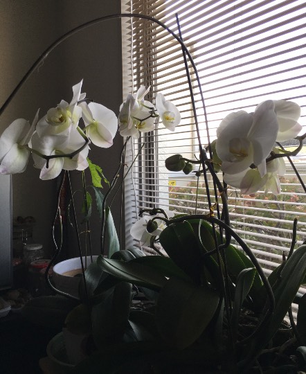 ドンキ ロピア 雑談24 コストコ通掲示板