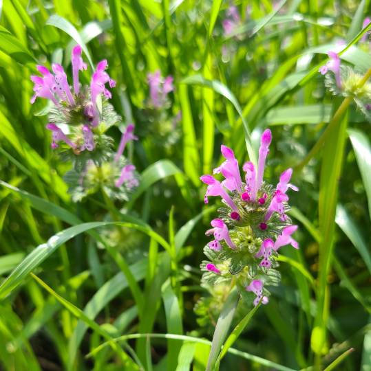 花鳥風月に心を込めて... (エアー花トピ2)