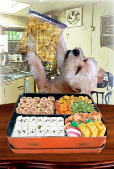 生き物ルーム第41