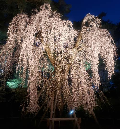 マスク同窓会詰所兼ニューフェイス歓迎所21