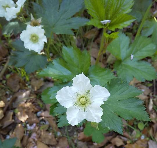 花木、ハーブ野菜、ガーデニング、昆虫etc 大好きさん集まれ4　書き込み初心者大歓迎。