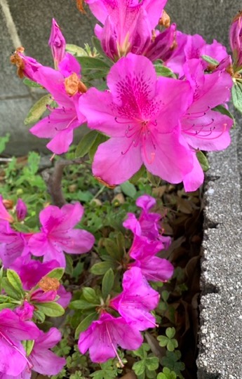 ★ドンキ♡♡ロピア 雑談25★