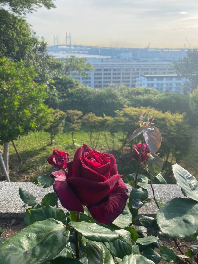 ★ドンキ♡♡ロピア 雑談27★