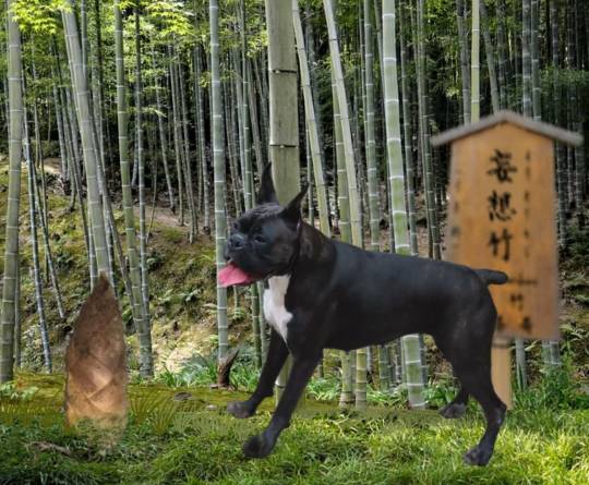 生き物ルーム第41