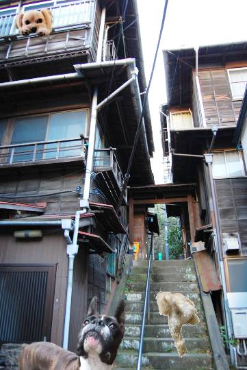 生き物ルーム第40