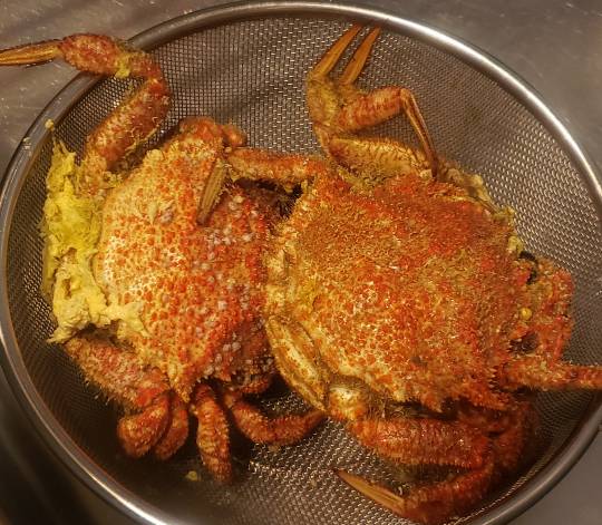 マスク同窓会詰所兼ニューフェイス歓迎所20