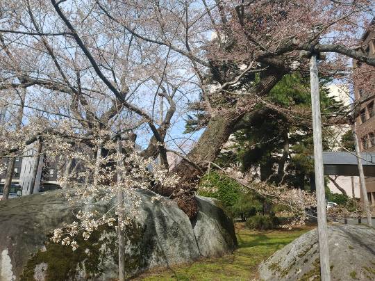 マスク同窓会詰所兼ニューフェイス歓迎所20