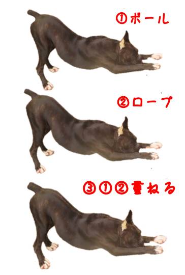 生き物ルーム第40