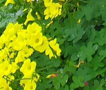 マスク同窓会詰所兼ニューフェイス歓迎所20