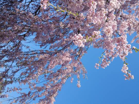 ★ドンキ♡♡ロピア 雑談25★