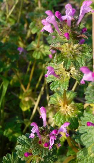 花鳥風月に心を込めて... (エアー花トピ2)