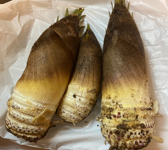 生き物ルーム第40