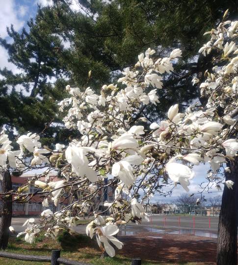 マスク同窓会詰所兼ニューフェイス歓迎所21