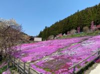 カークランド 冷凍生エビ