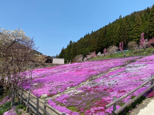 カークランド 冷凍生エビ