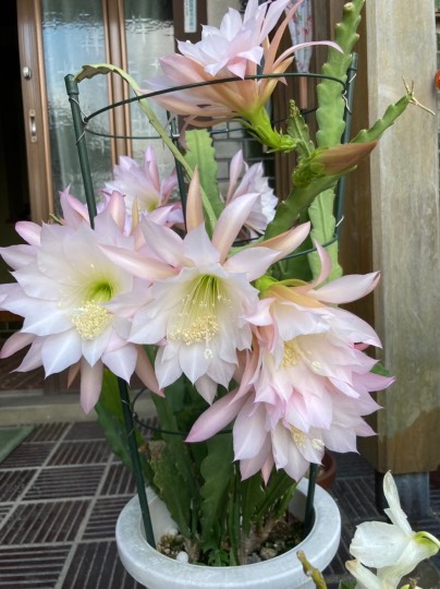 マスク同窓会詰所兼ニューフェイス歓迎所24(癒し所)