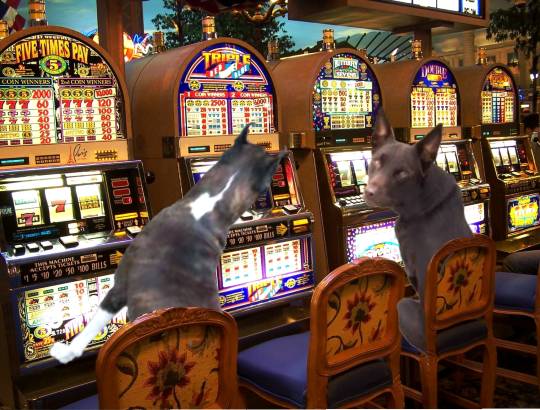 生き物ルーム第43