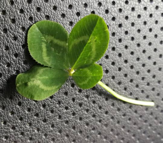 マスク同窓会詰所兼ニューフェイス歓迎所24(癒し所)