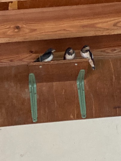 生き物ルーム第44