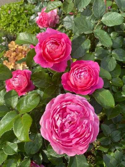 ★ドンキ♡♡ロピア 雑談30★