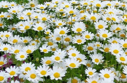 マスク同窓会詰所兼ニューフェイス歓迎所22