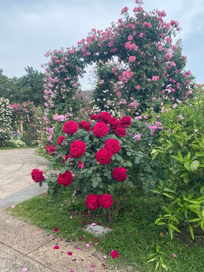 ★ドンキ♡♡ロピア 雑談30★