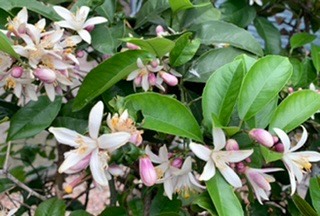 マスク同窓会詰所兼ニューフェイス歓迎所22