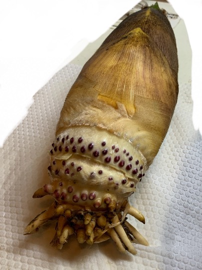 #雑談お絵描き部…ホーム❼