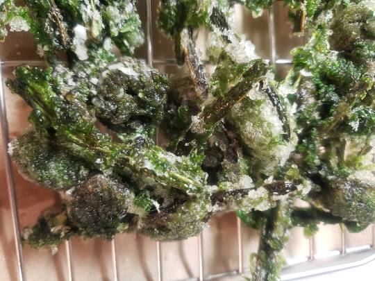 生き物ルーム第42