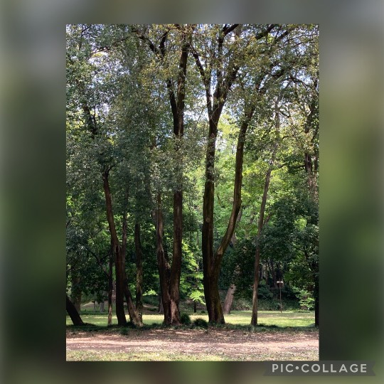 あつまれ‼︎ 雑談&ゲーム好きの森 season2 おしゃべりしよっさ♪♪